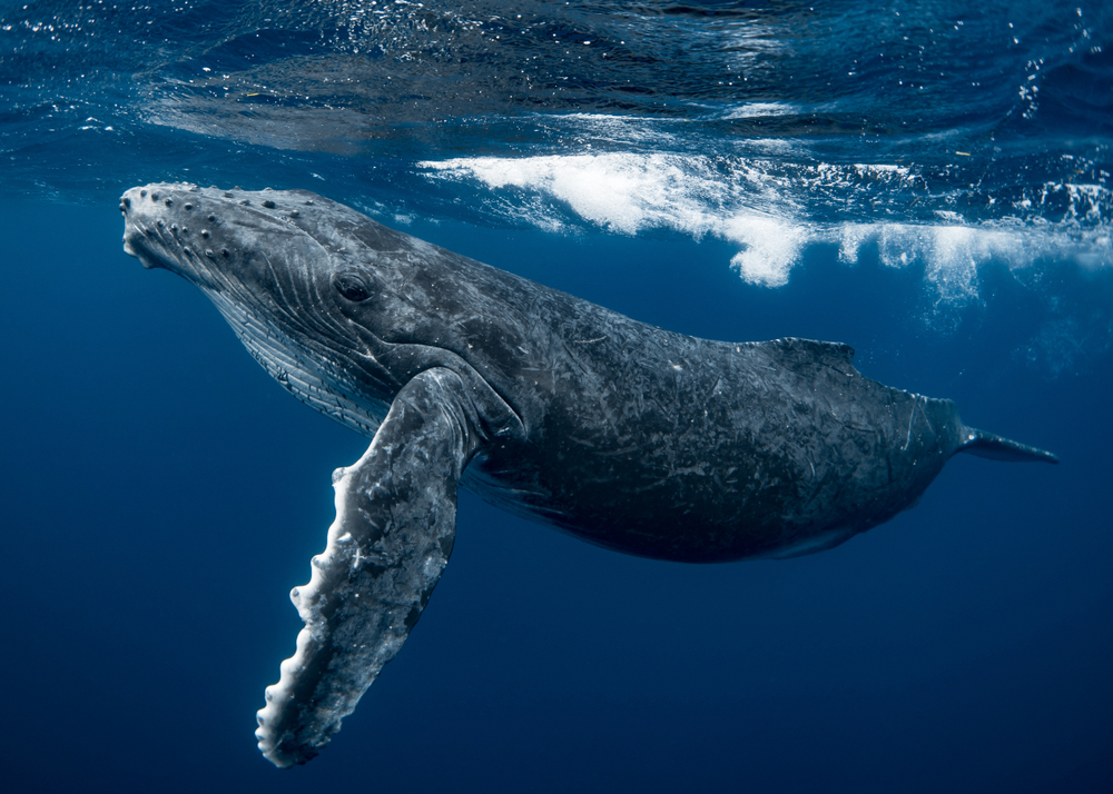 Studies show affect that environmental challenges are affecting naturally occurring events.