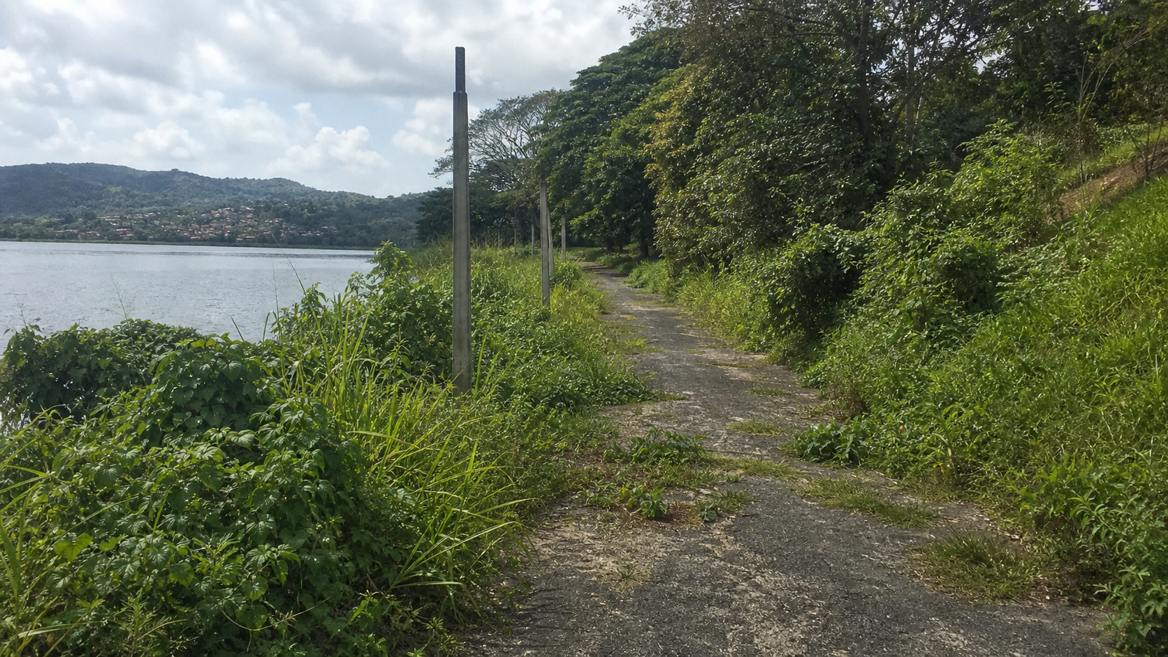 An overgrown pedestrian path near a lake in Panama Norte.