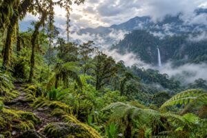Illustrative AI-generated cloud forest landscape inspired by La Amistad International Park in Chiriqui.