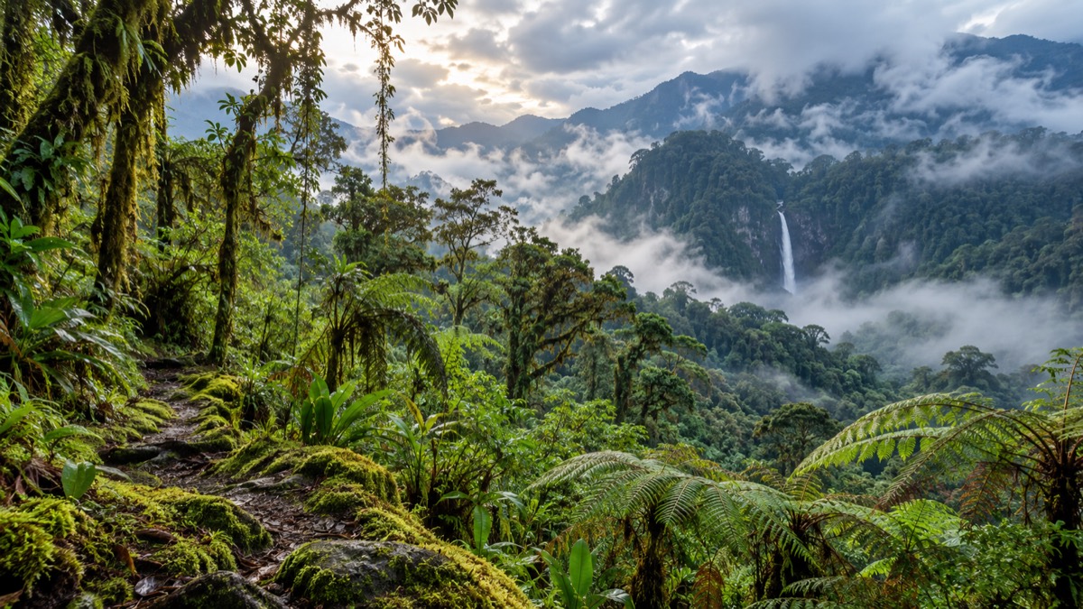Illustrative AI-generated cloud forest landscape inspired by La Amistad International Park in Chiriqui.