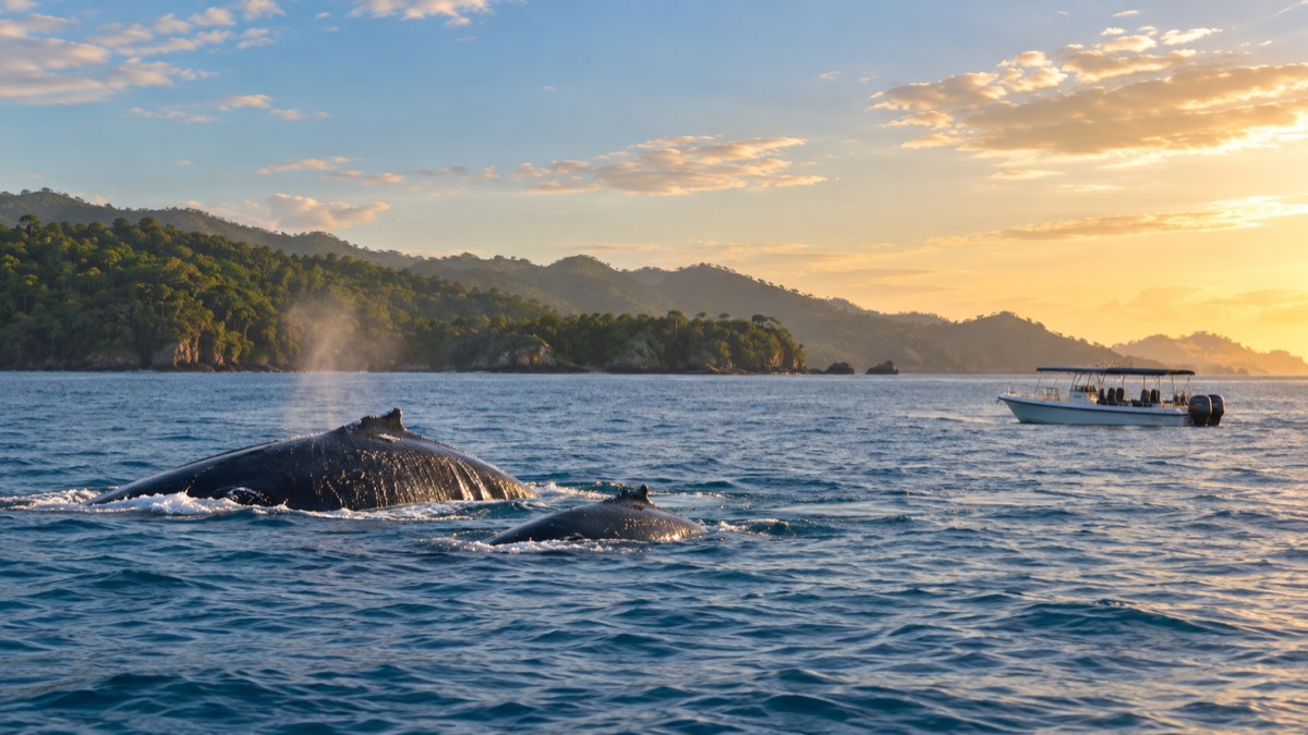 Illustrative AI-generated image of responsible whale watching on Panama’s Pacific coast